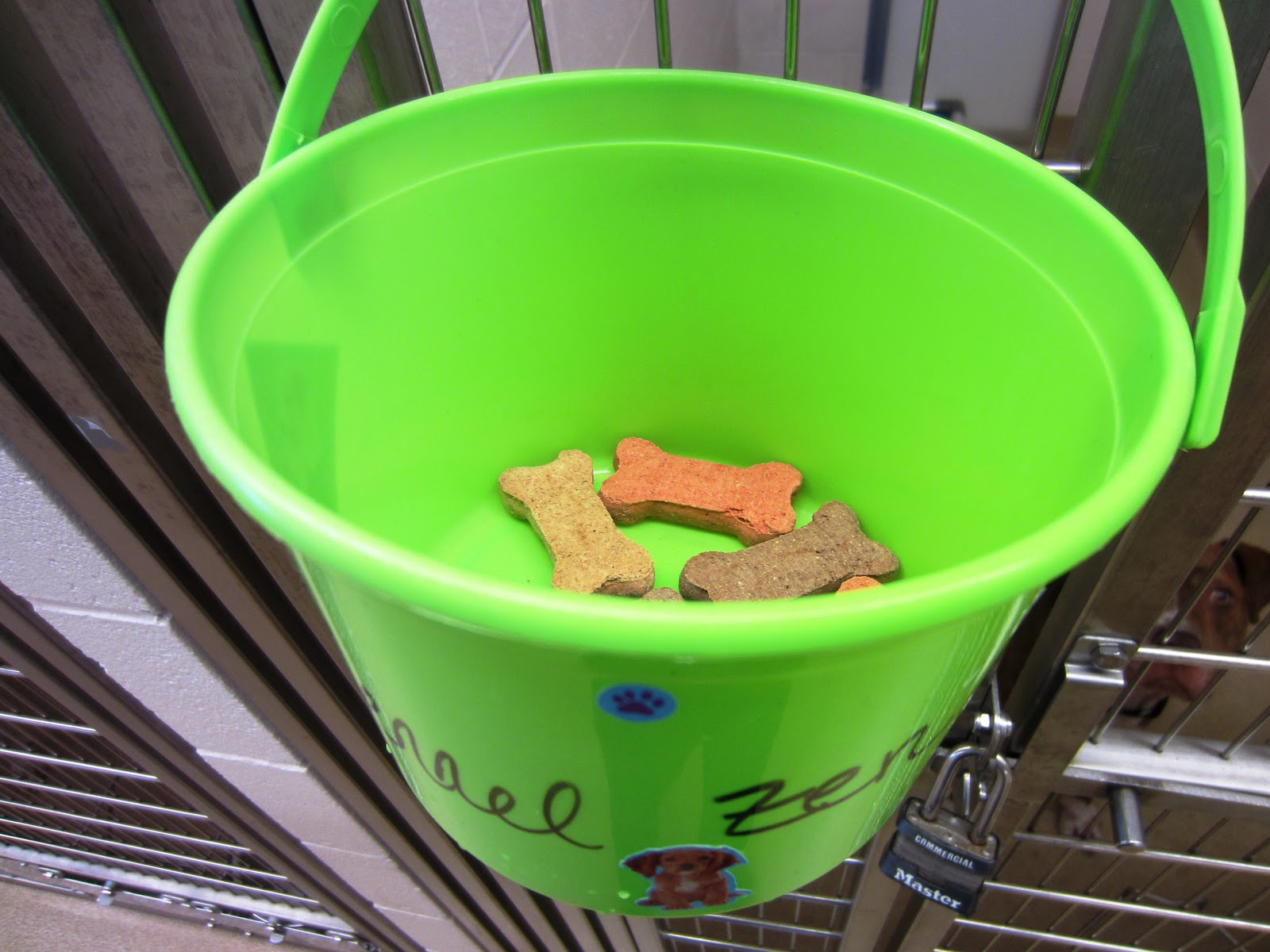 Peggy Adams Animal Rescue League Kennel Zen