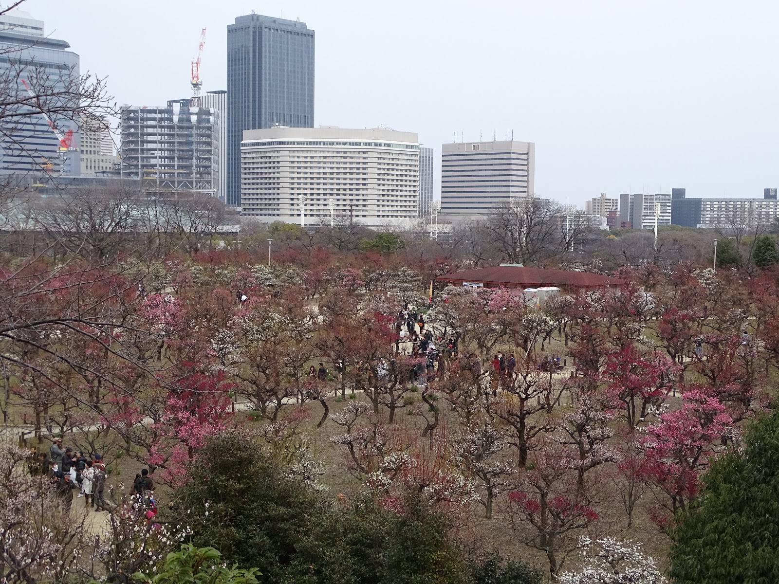 Kansai Culture 18 Blossoms At The Osaka Castle Plum Grove