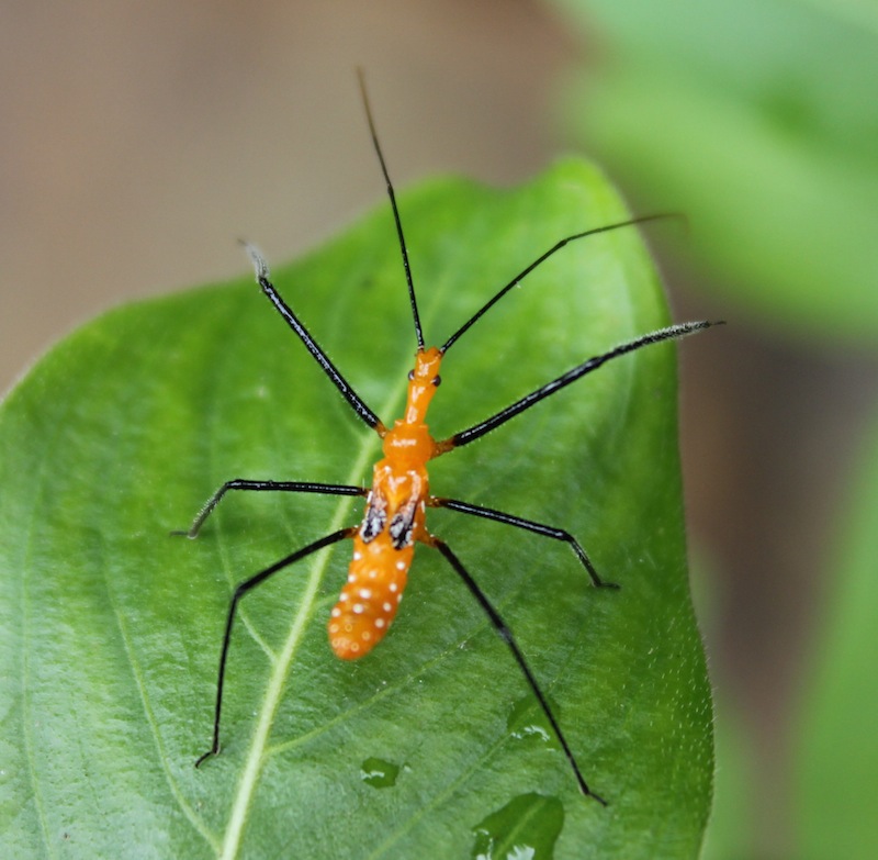 Sarcastic Granny: Wordless Wednesday - Bugs