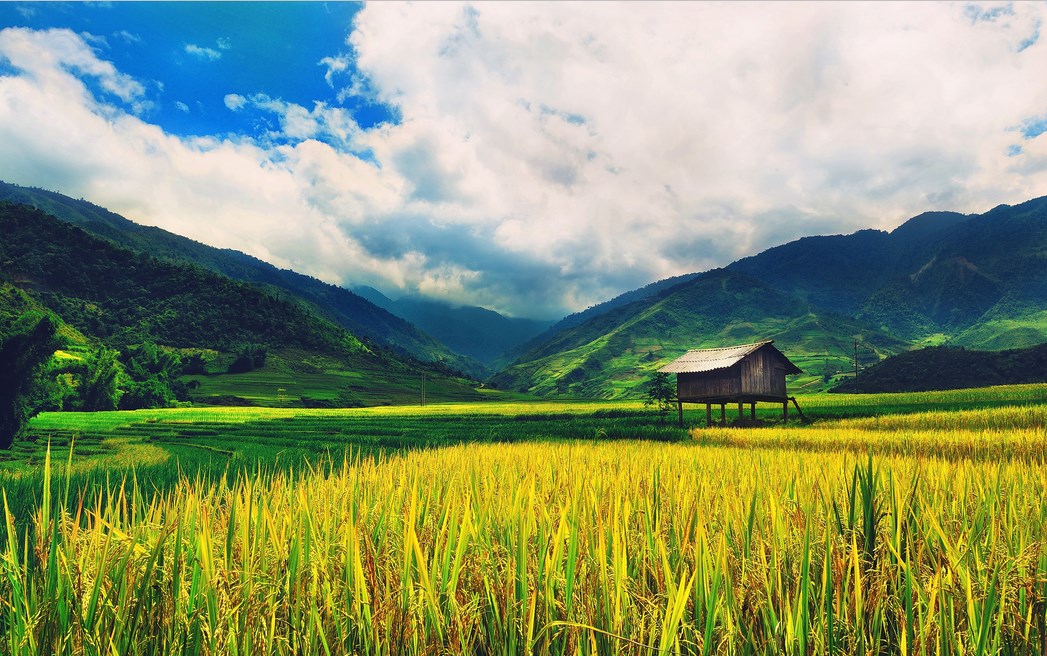 Fotografi Landscape dengan tema Sawah Tropis di Katulistiwa sawah kuning cantik