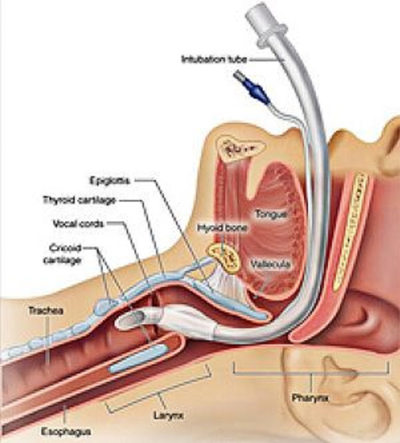 Medical And Health Science Incubation Tube medical-and-health-science-incubation-tube