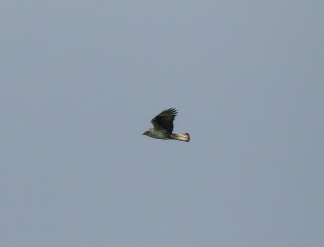 Bonelli's Eagle - Portugal