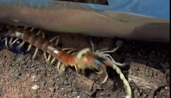 centipede giant discretion viewer venom identified toxin pst joeprobono pm posted