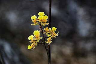 golden orchid flowers