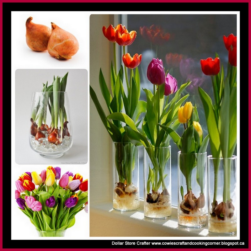 Dollar Store Crafter How To Force Tulip Bulbs In Water