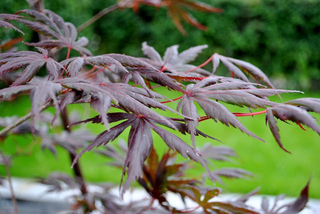 Allt och/eller Inget: Japansk lönn