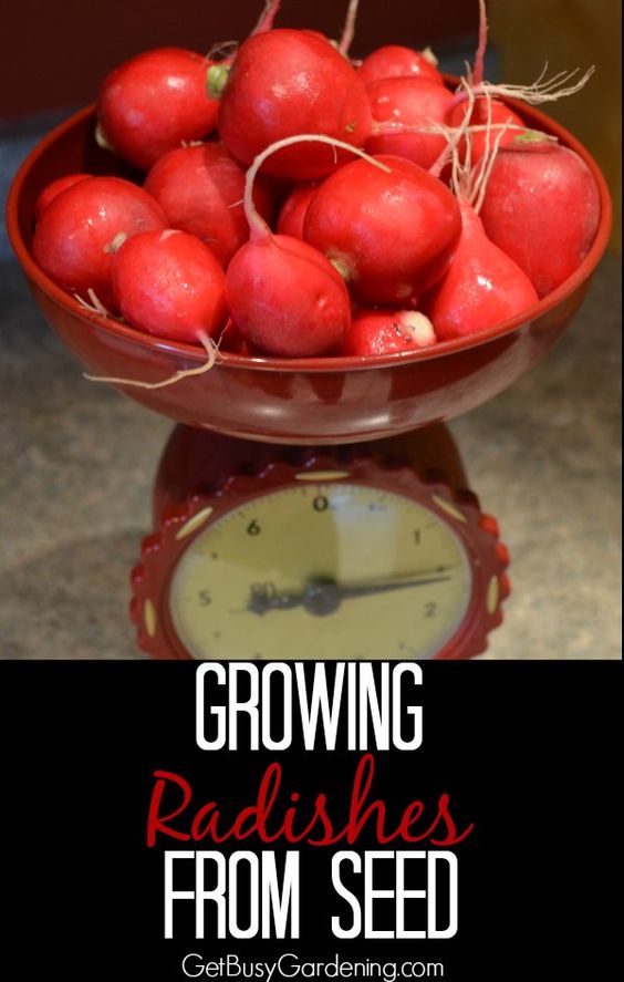 How to Grow and When to Harvest Radishes, Planting Radish Everything