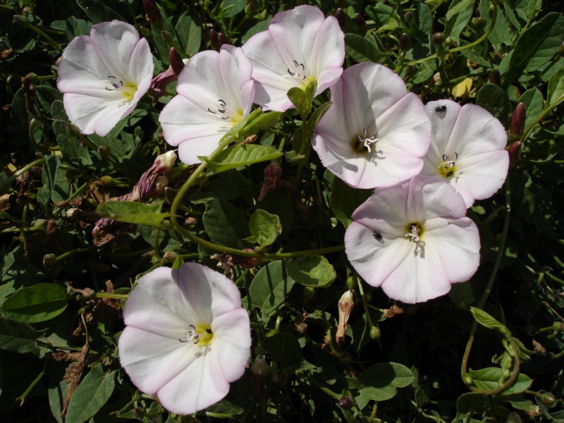 HOW TO CONTROL BINDWEED Convolvulus arvensis The Garden of Eaden