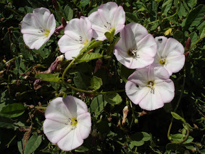 How to control bindweed - Convolvulus arvensis