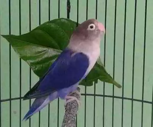 8 Ciri Burung Lb Violet Serta Harga Terbaru 2019 Majalah Lovebird
