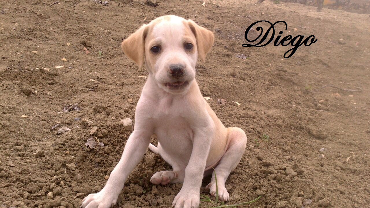 Brittany dog breed hi-res stock photography and images - Alamy, image size:1280x720