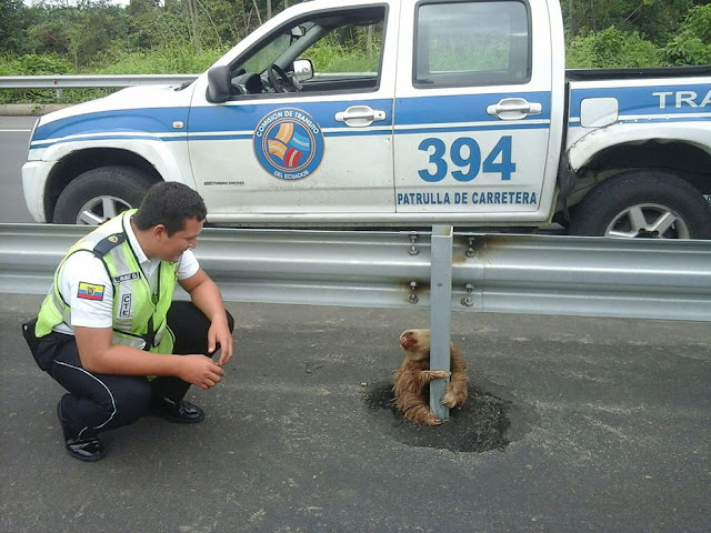 Ленивец ухватился за стояк дорожного ограждения на шоссе