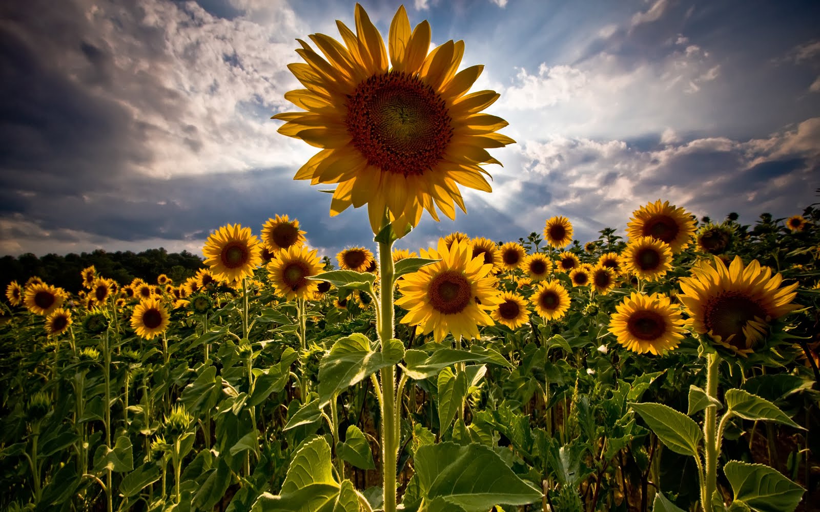 The Essence of D Sunflowers