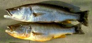 Rhamphochromis lucius