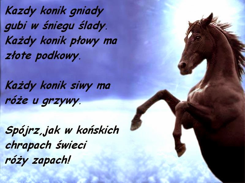 Wiersz O Koniach W Galopie Konie: Wiersze o koniach
