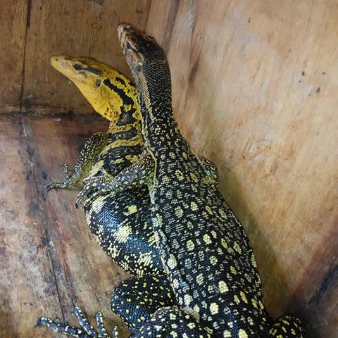 85 Gambar Hewan Nyambek Terbaru Gambar Hewan