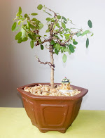 Ficus Burt Daveyii