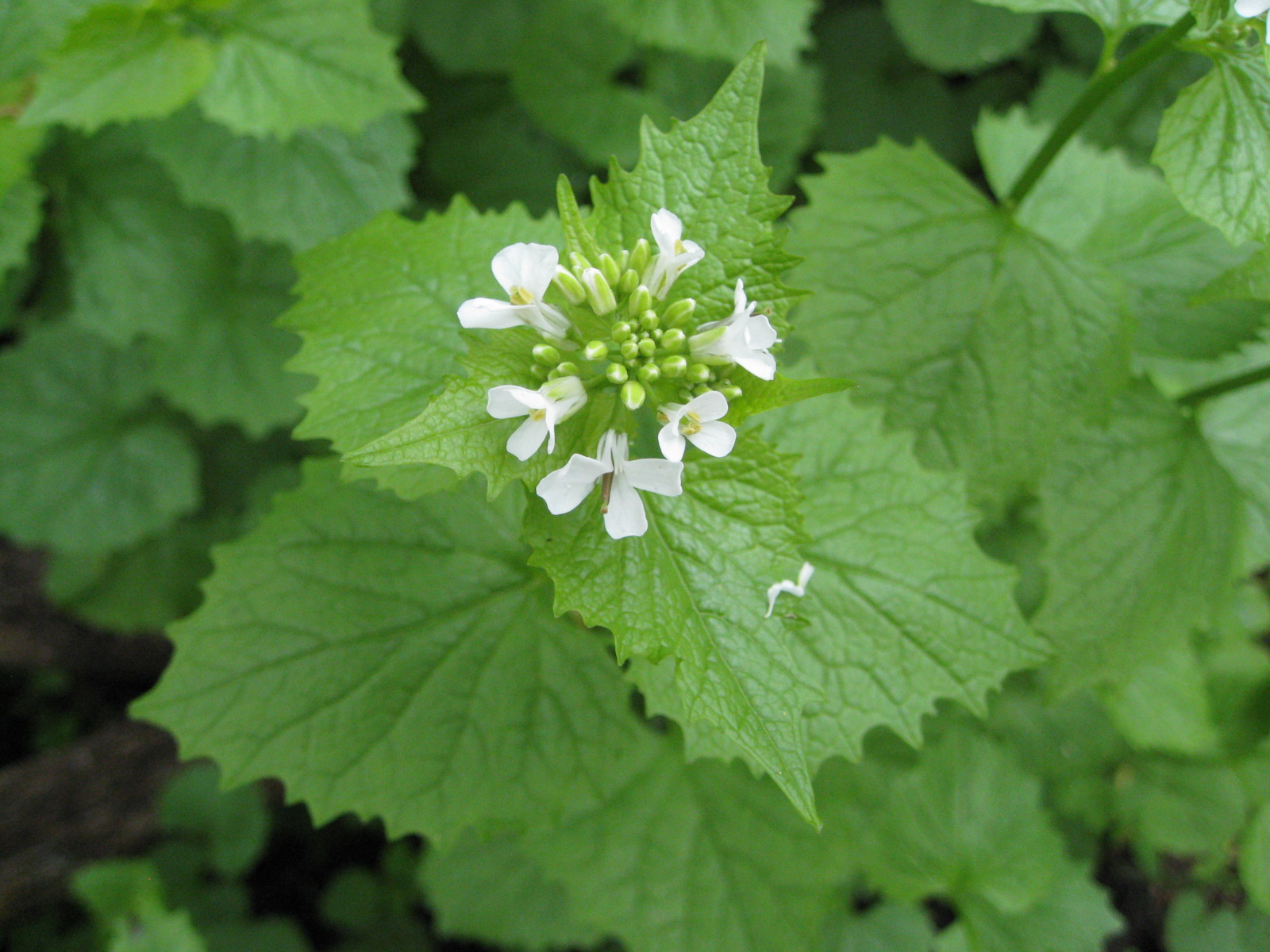 Red Bucket Farm Warning Garlic Mustard
