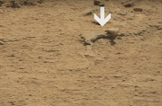 Possible Alien Skeleton Found On Mars?