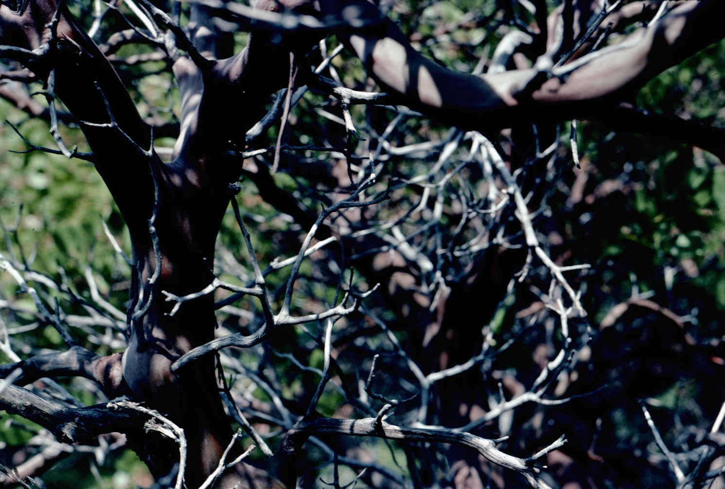 José Sinclair Photography Manzanita Tree, California
