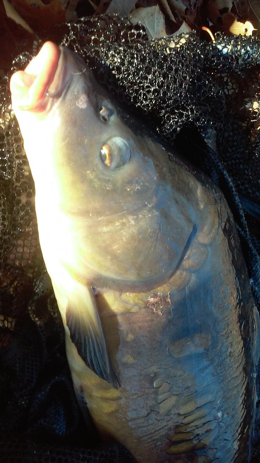 Rhode Island Carp Fishing Ice GONE, Fish HITTING