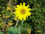 The Sunflower: