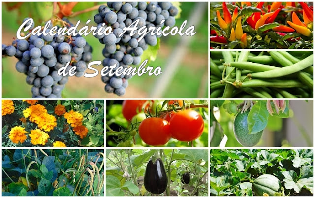 Calendário Hortícola de Setembro