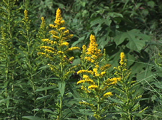 セイタカアワダチソウ