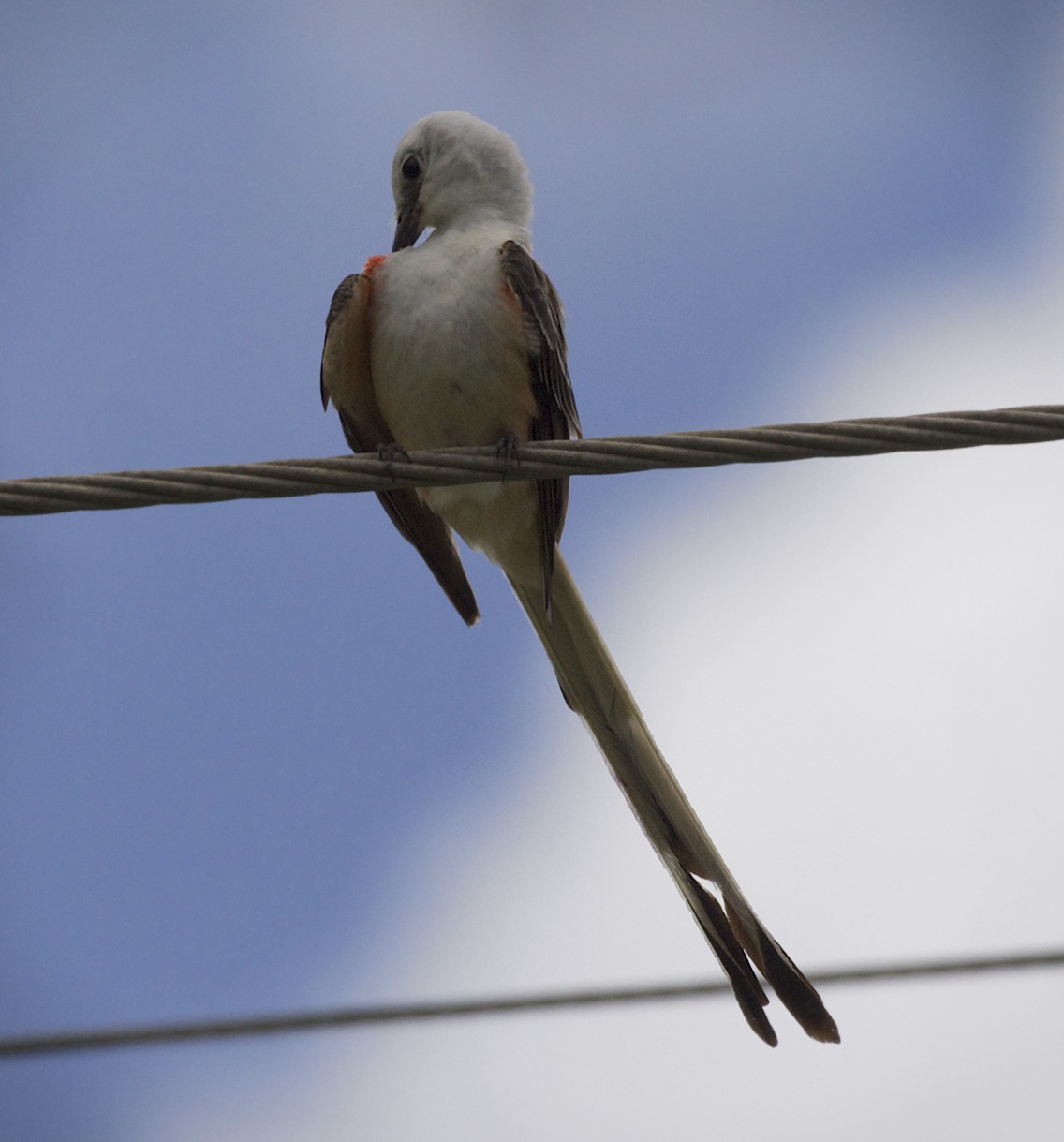 Bird In Everything Wild Birds In Texas