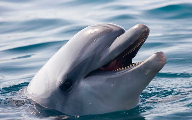 Fakta menarik tentang lumba-lumba Hidung botol Yang Belum Banyak Diketahui
