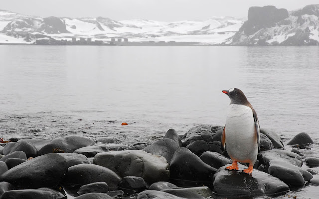 Beautiful photo with a penguin on the rocks of a icy shore near a lake