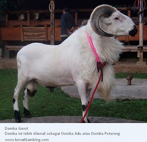 Domba Garut Domba Garut