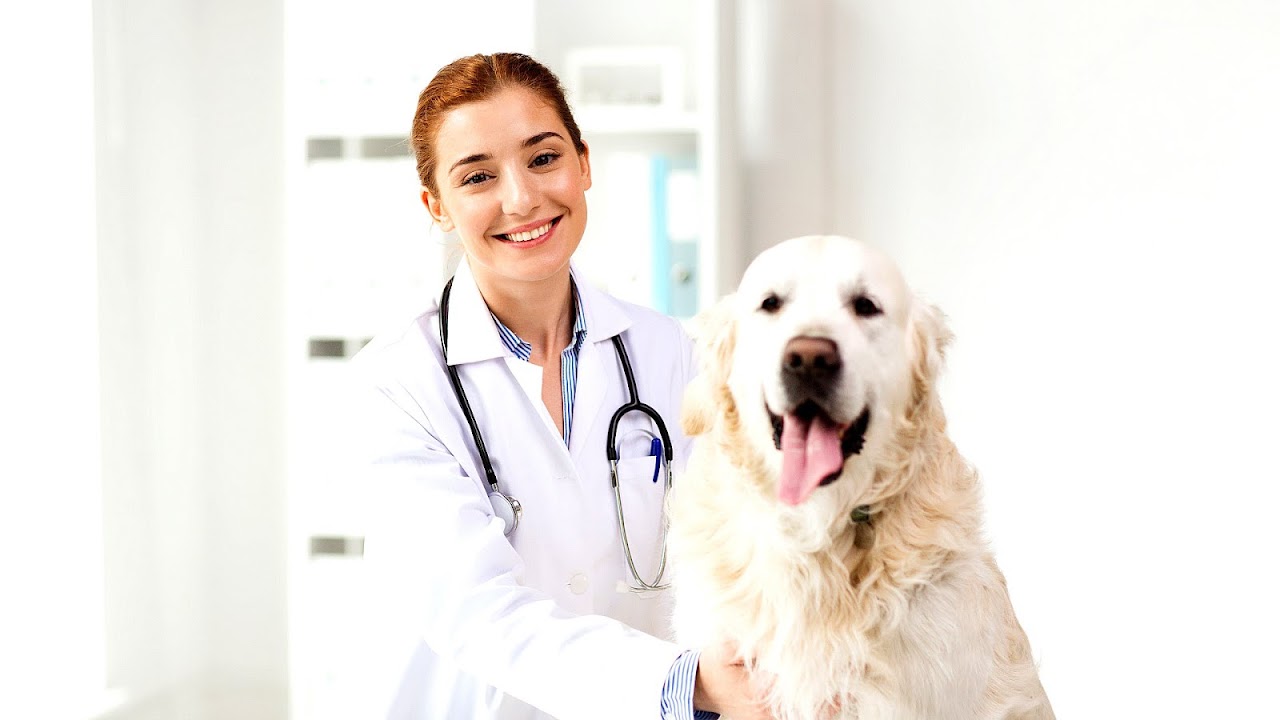 Dr. Dog Doctor Dog Dog Choices