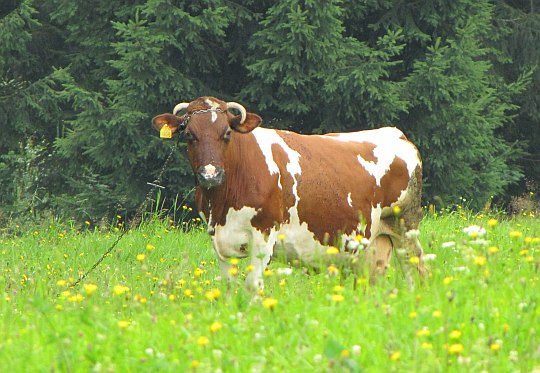 Krowa przerywa zakąszanie trawy i przygląda się nam, wsłuchując się w nasze rozmowy.