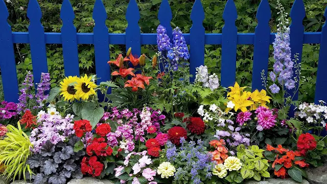 Foto van prachtige gekleurde bloemen