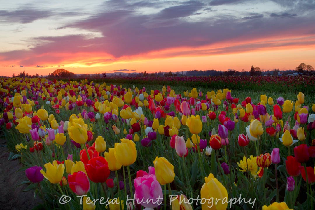 how to search someones comments on instagram