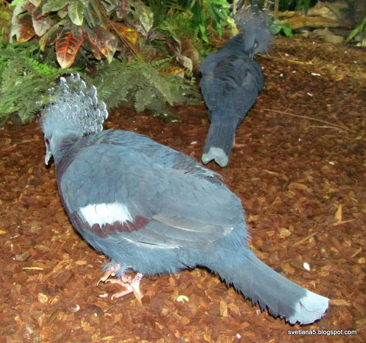 Zoo Zagreb golobi
