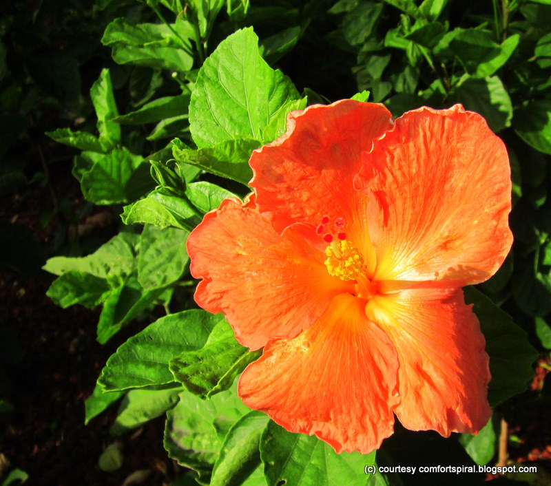 Comfort Spiral: Hawaii Flowers