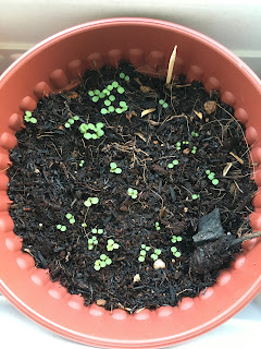 More strawberry seedlings after one week