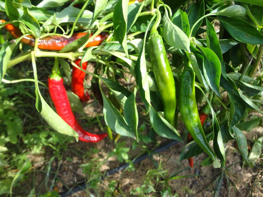 CORNETAS ROJAS Y VERDES EN EL HUERTO