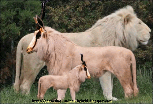 Photoshop animal hybrid: Photoshop animal hybrid Lion