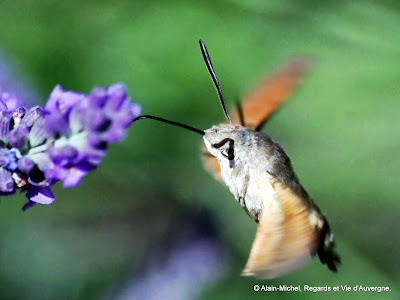 Insecte d'été sphynx colibri