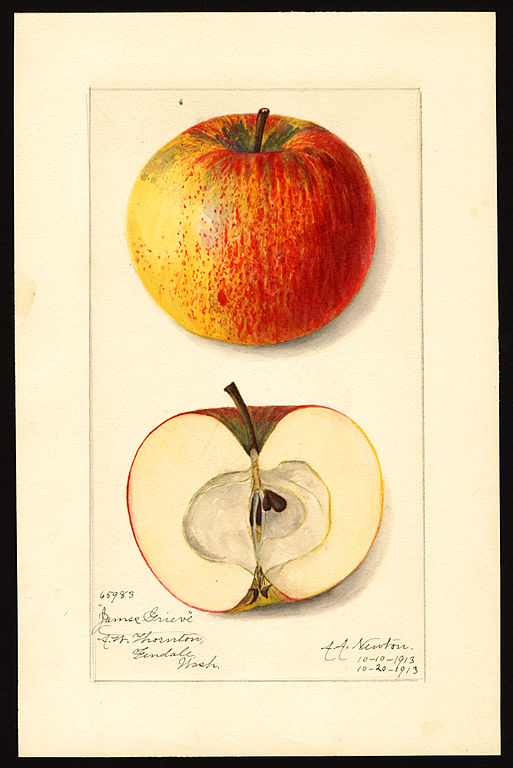 Apfel im Garten kleiner James Iberty: Grieve Unser