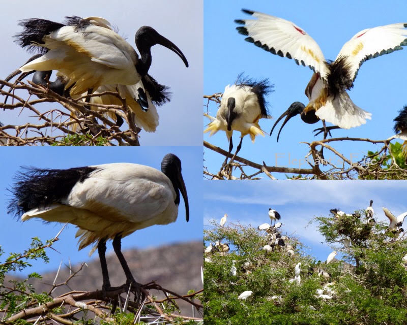 Montagu's Bird Tree filled Sacred ibis and egrets