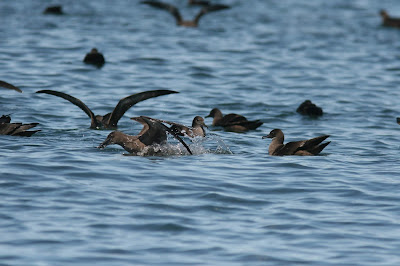 Sooty Shearwaters Shewaters, sooty shearwaters
