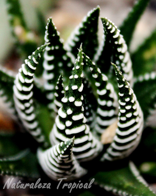 Información completa de la Cebrita de Jardín, Haworthia fasciata | Plantas