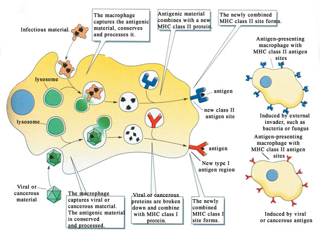 Health>Mind+Body: Macrophage liver and spleen diagram 