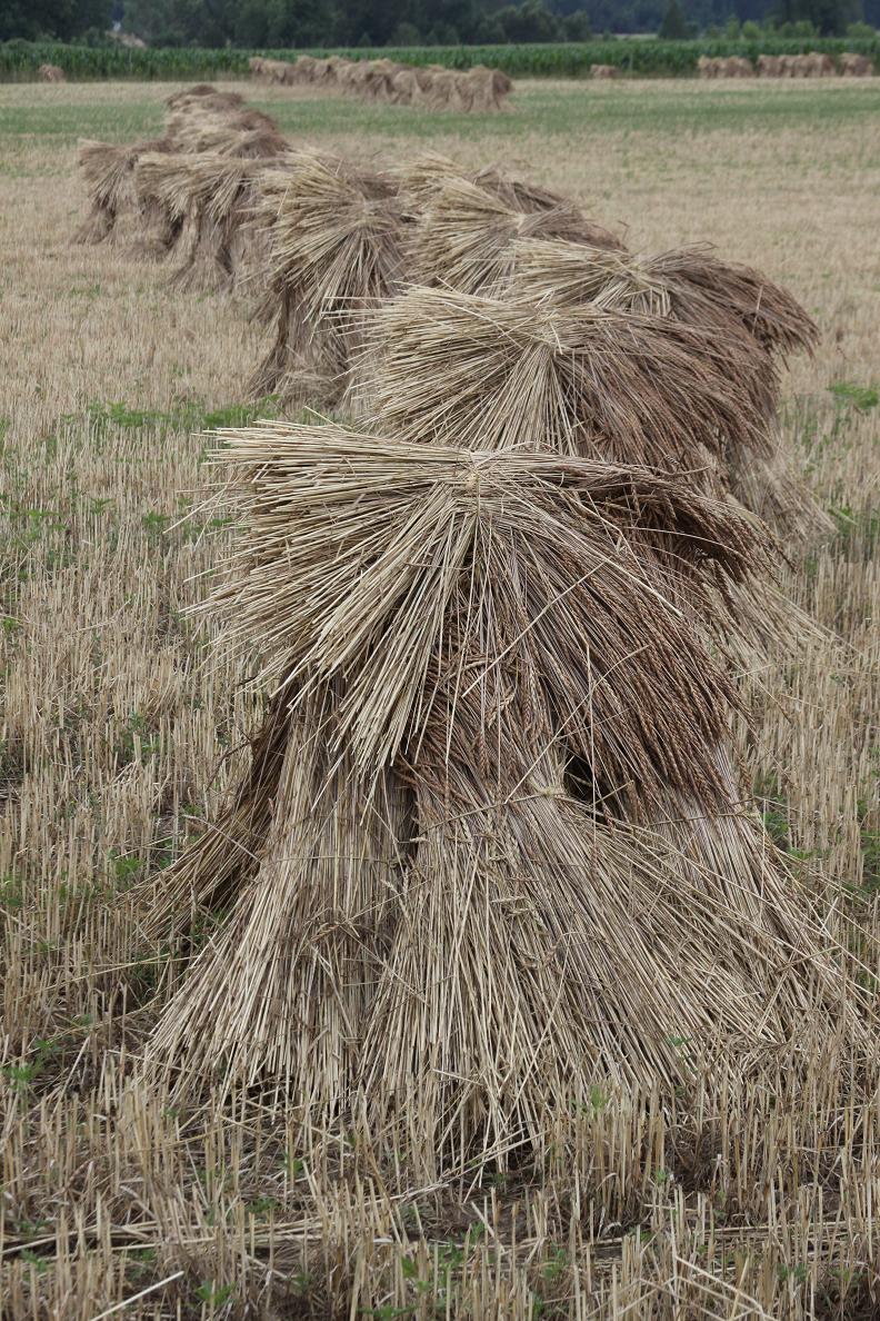 Michigan Exposures Wheat Sheaves Again...