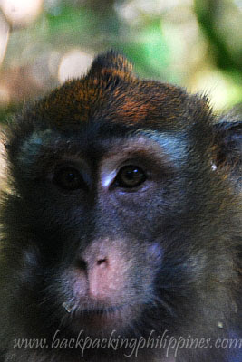 monkey long-tailed macaque
