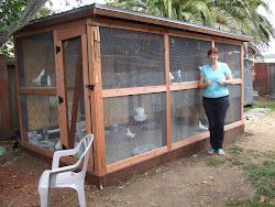 pigeon aviary bird cage build pigeons cages loft coop pet lofts king cheryl keeps foster comfortable happy gallineros racing doves
